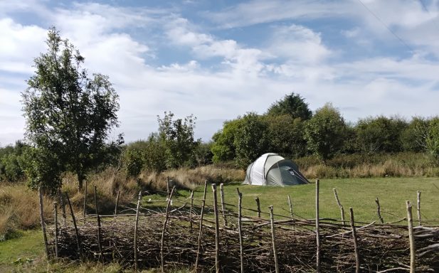 Willow dead hedge fencing